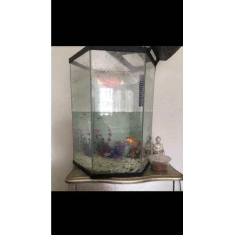 Large hexagon fish tank