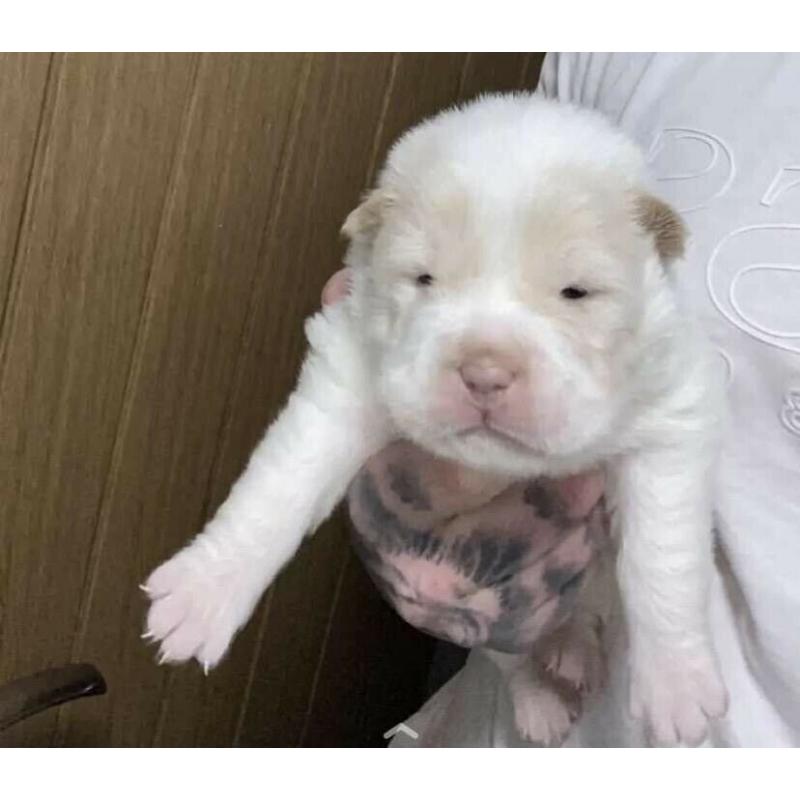 Shar pei