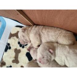 Shar pei