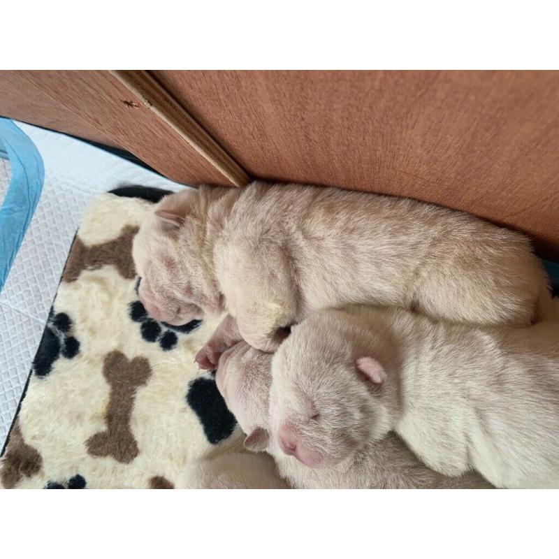 Shar pei