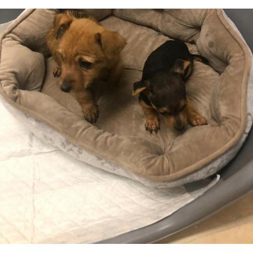 Jack Russell cross Yorkshire