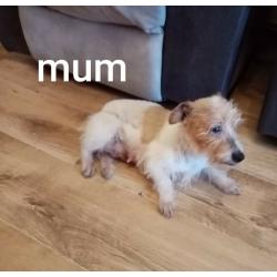 Jack Russell cross Yorkshire