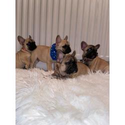 Kc registered French Bulldog pups