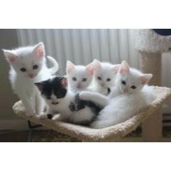 Still available pure white male kitten