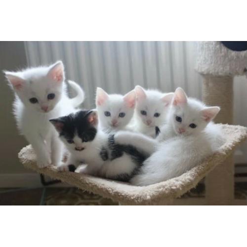 Still available pure white male kitten