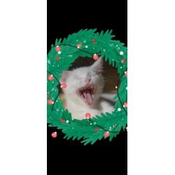 Still available pure white male kitten
