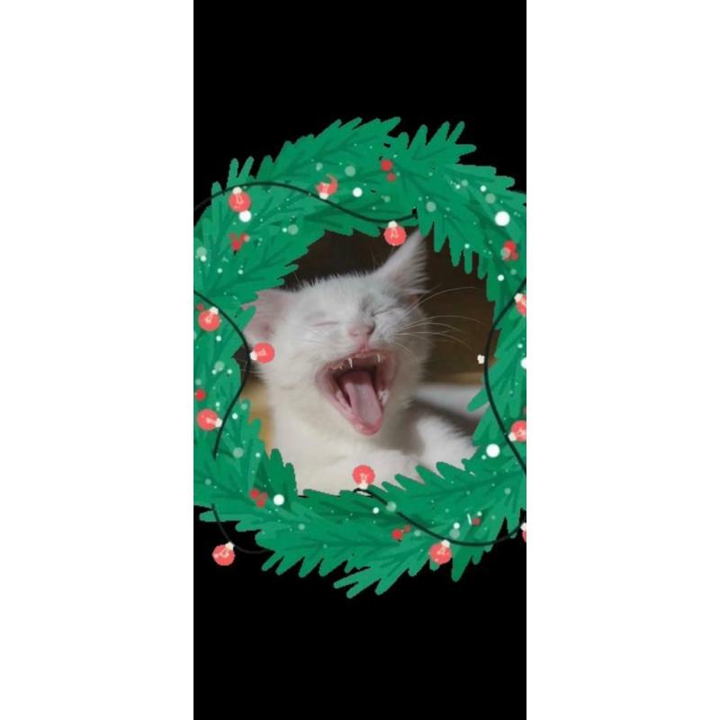 Still available pure white male kitten