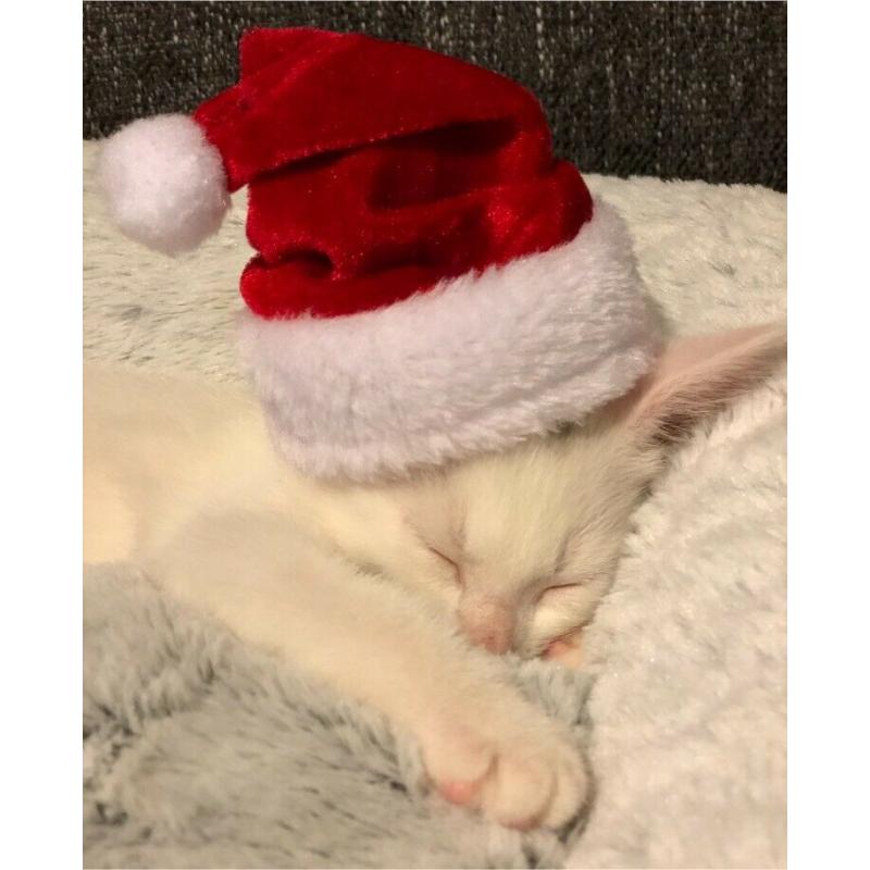 Still available pure white male kitten