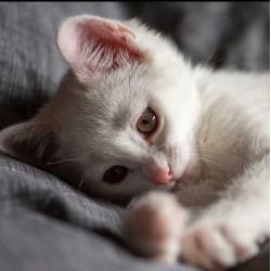 Still available pure white male kitten