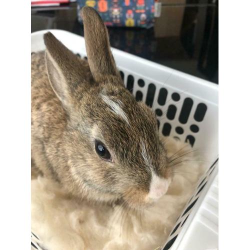 Rabbits