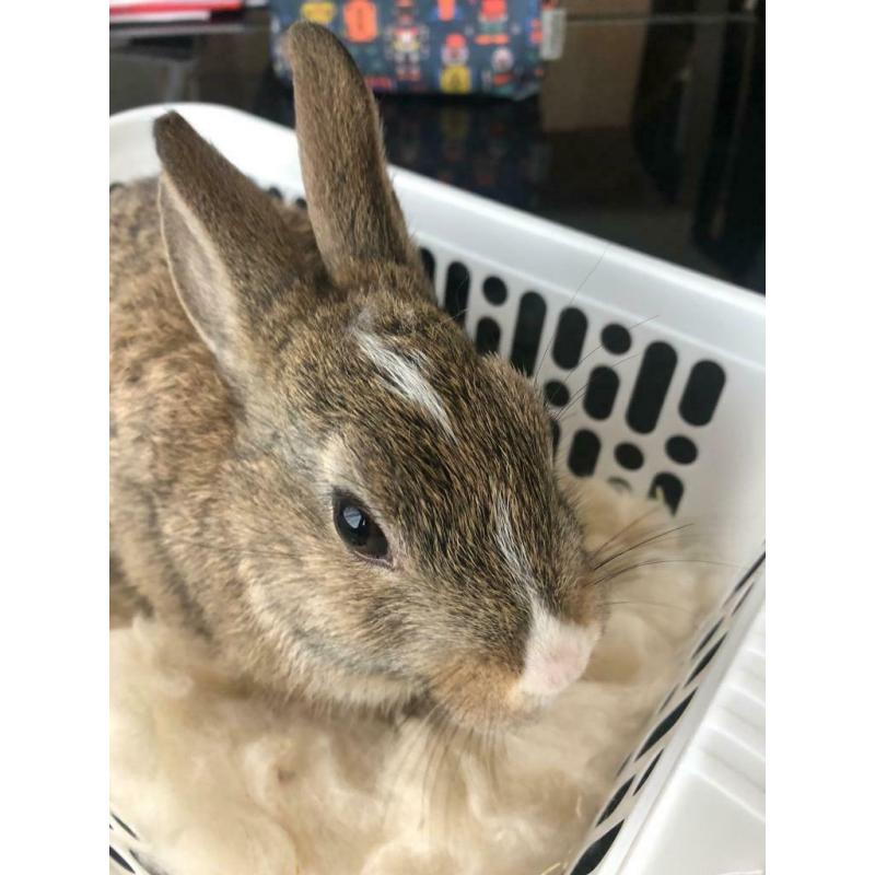 Rabbits
