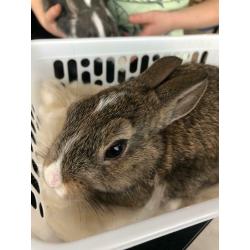 Rabbits