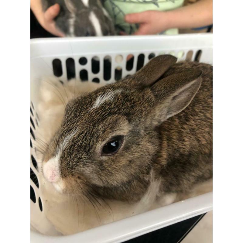 Rabbits