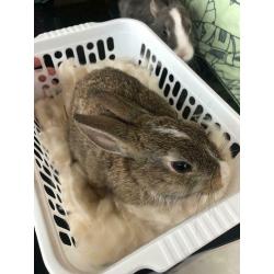 Rabbits