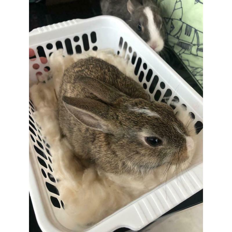Rabbits