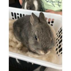 Rabbits