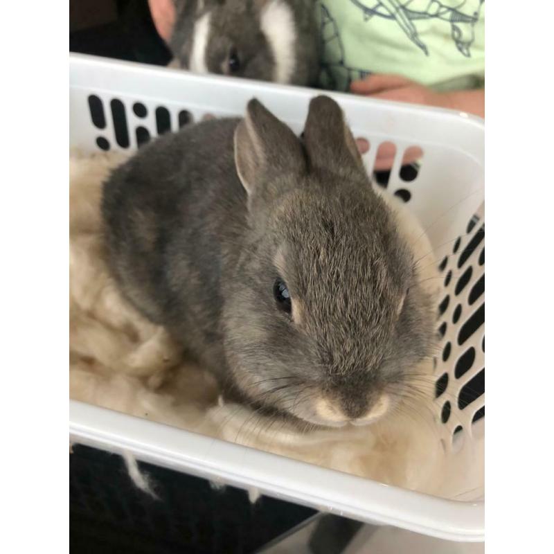 Rabbits
