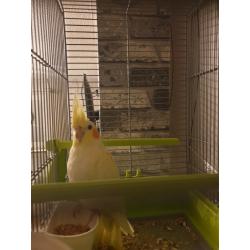 For sale Cockatiels and Canaries