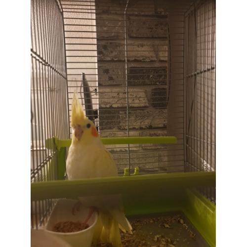 For sale Cockatiels and Canaries