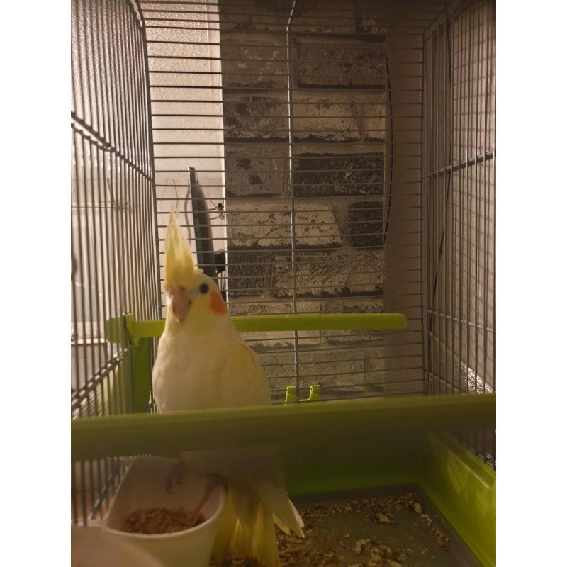 For sale Cockatiels and Canaries