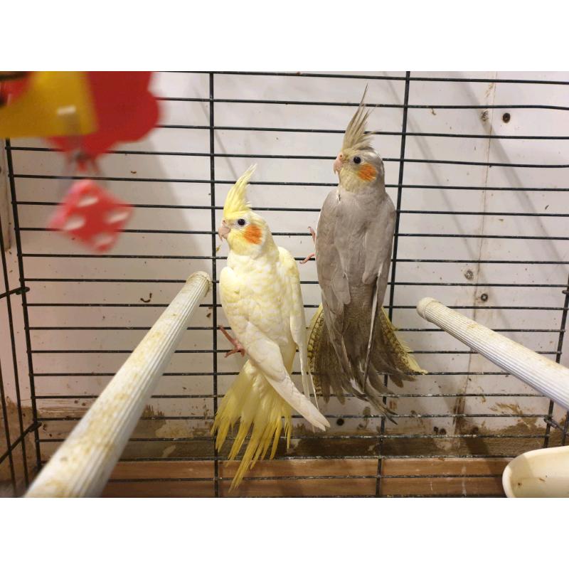 For sale Cockatiels and Canaries