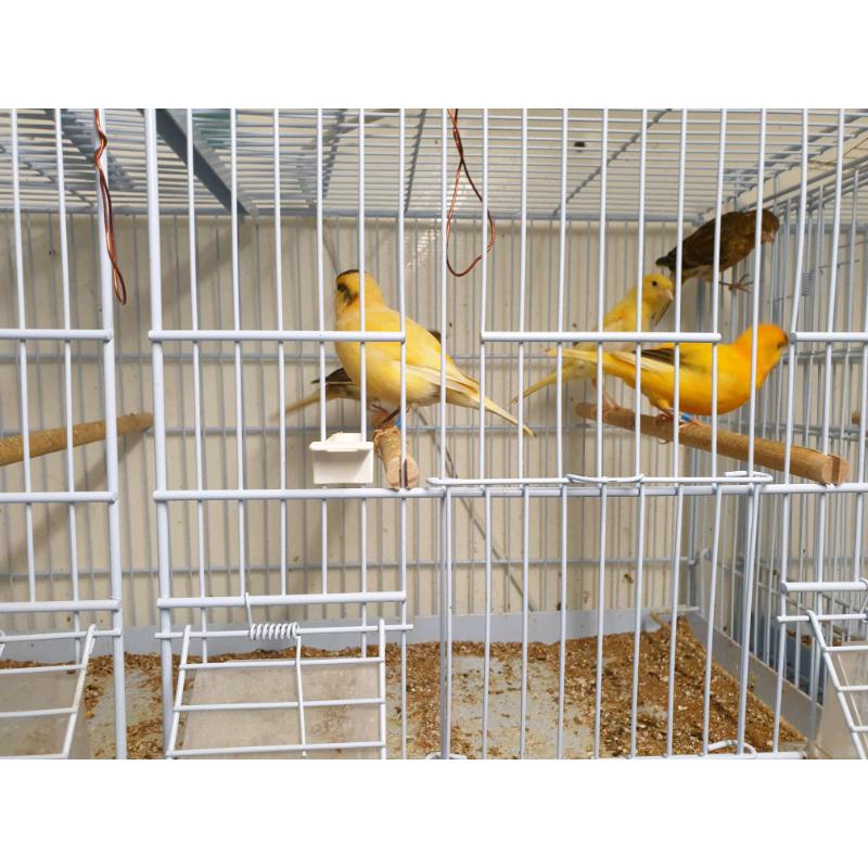 For sale Cockatiels and Canaries