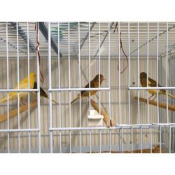 For sale Cockatiels and Canaries