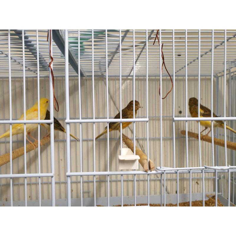 For sale Cockatiels and Canaries