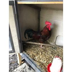 Rhode Island Red roosters bantam frizzle