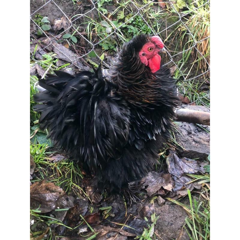 Rhode Island Red roosters bantam frizzle
