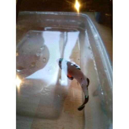 Frostbite clown fish