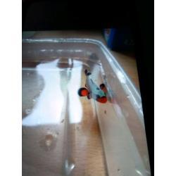 Frostbite clown fish