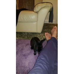 6 months old one Black and one white rabbit for sale