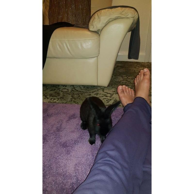 6 months old one Black and one white rabbit for sale