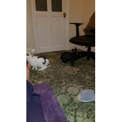 6 months old one Black and one white rabbit for sale