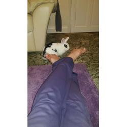 6 months old one Black and one white rabbit for sale