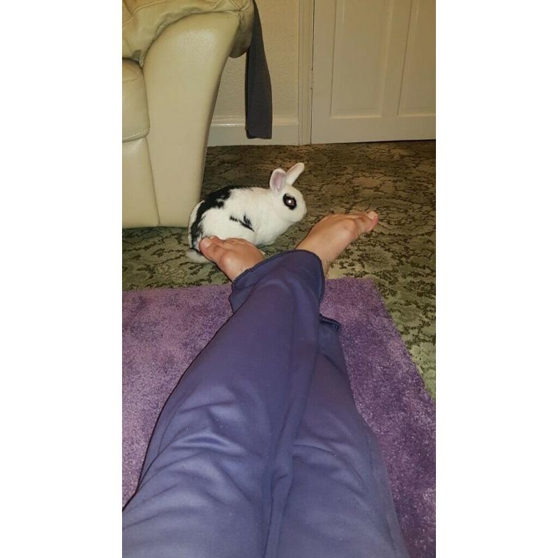 6 months old one Black and one white rabbit for sale