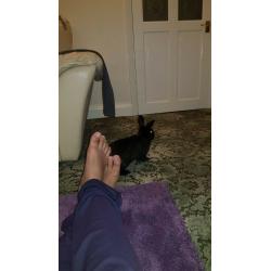 6 months old one Black and one white rabbit for sale
