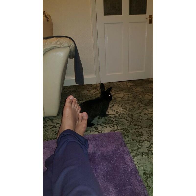 6 months old one Black and one white rabbit for sale