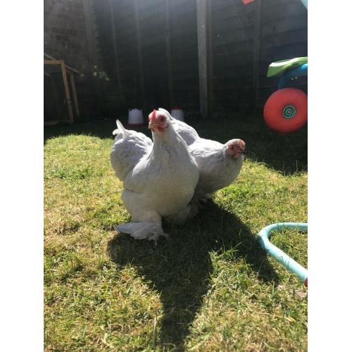 2 lavender pekin bantams