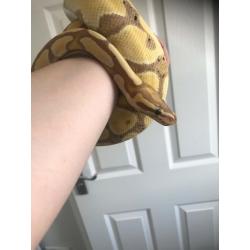 Female banana pastel royal python