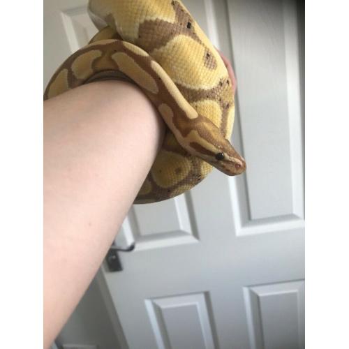 Female banana pastel royal python
