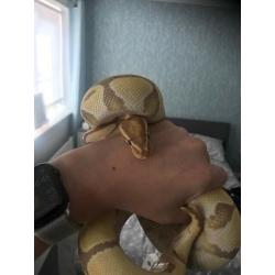 Female banana pastel royal python