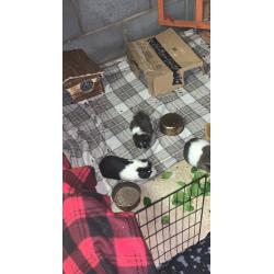 2 male young pigs