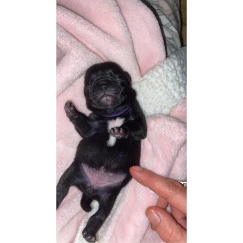Stunning Black Pug Puppies (sold)