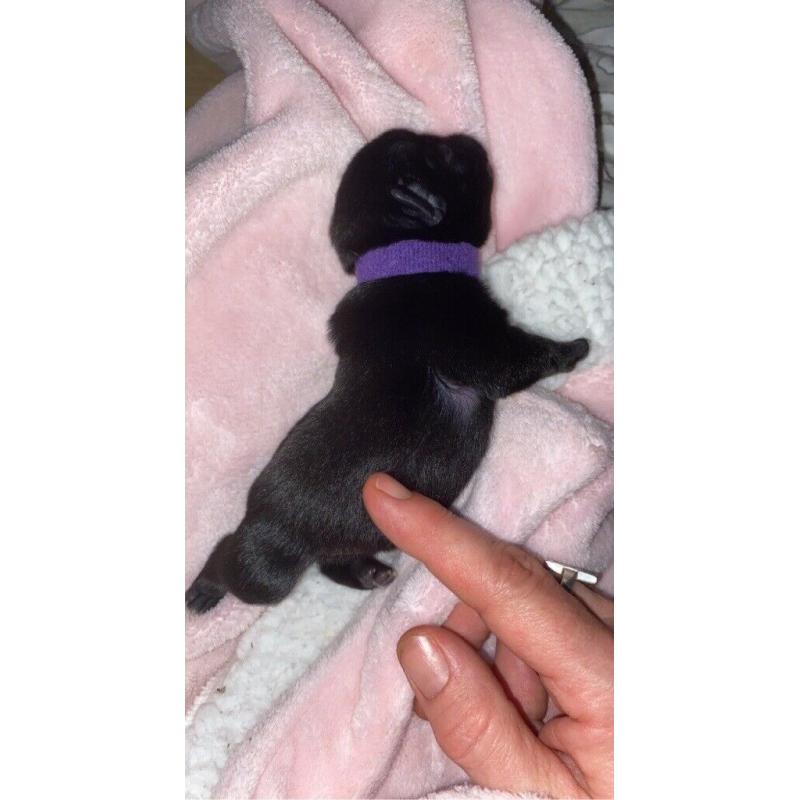 Stunning Black Pug Puppies (sold)