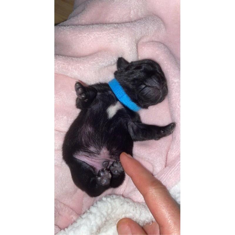Stunning Black Pug Puppies (sold)