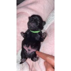 Stunning Black Pug Puppies (sold)