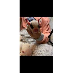 French bulldog puppies
