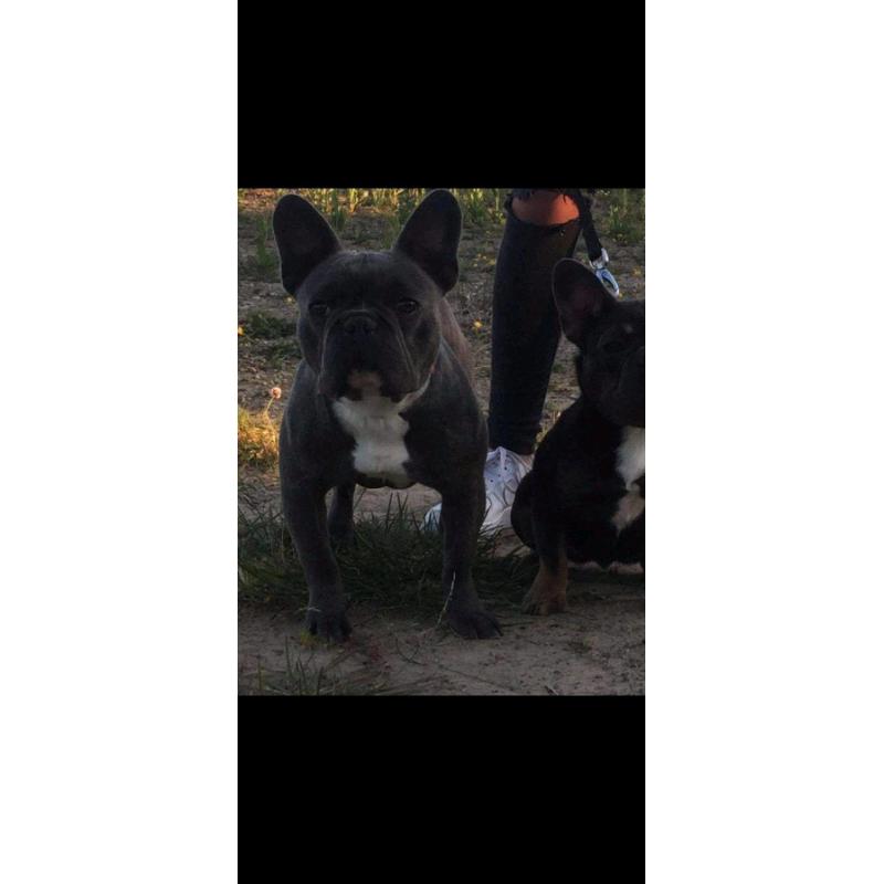 French bulldog puppies